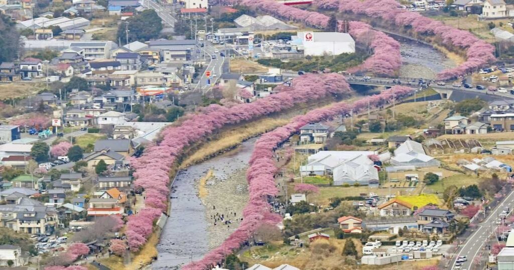 河津桜が見頃、川沿いはピンク色に 寒波で開花遅れ、静岡