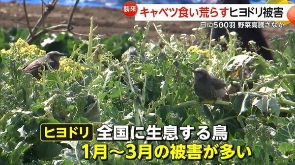 高騰キャベツ食い荒らす“ヒヨドリ”被害「今年は特にひどい」農家を悩ます大群襲来…夏の暑さで木の実少なく人里に 大分・日出町