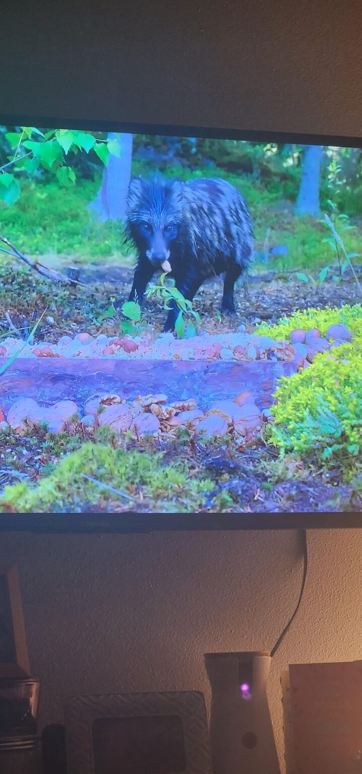 この動物を特定するのに役立ちます