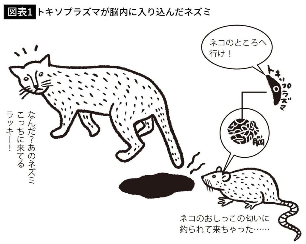 脳に"寄生虫"が棲むヒトが｢3人に1人｣いる…感染者は起業家になる割合が高いと言われる意外すぎる背景