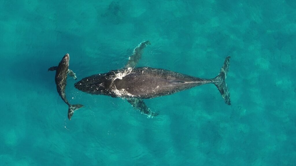 世界の海の生きものを支えるクジラの尿、驚きのパワーが明らかに、生態系の繁栄に不可欠