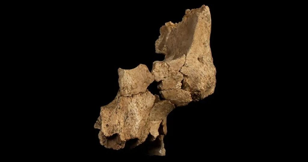 ナショナルジオグラフィック：「彼らはアタプエルカで西ヨーロッパで最も古い人間の顔を発見します」