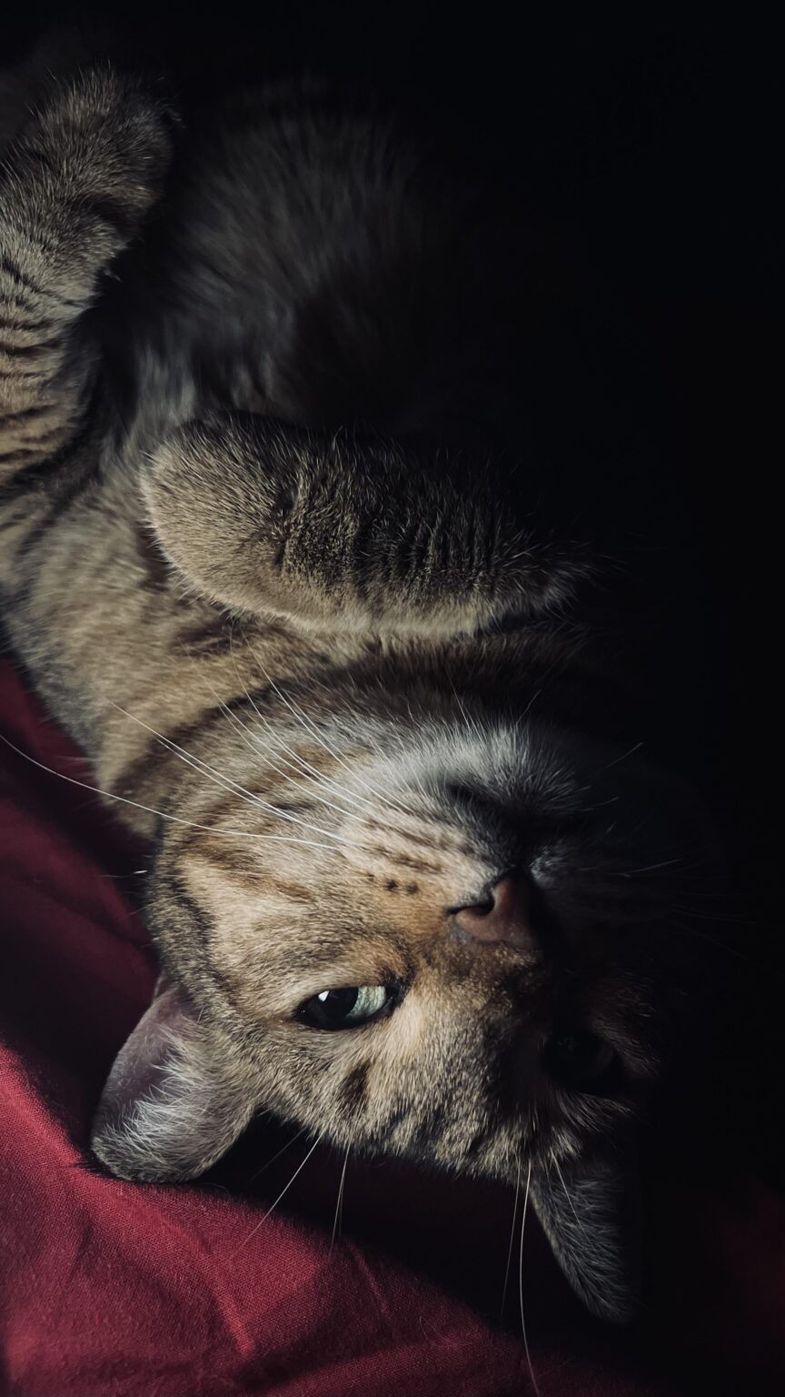 Catbot、lp