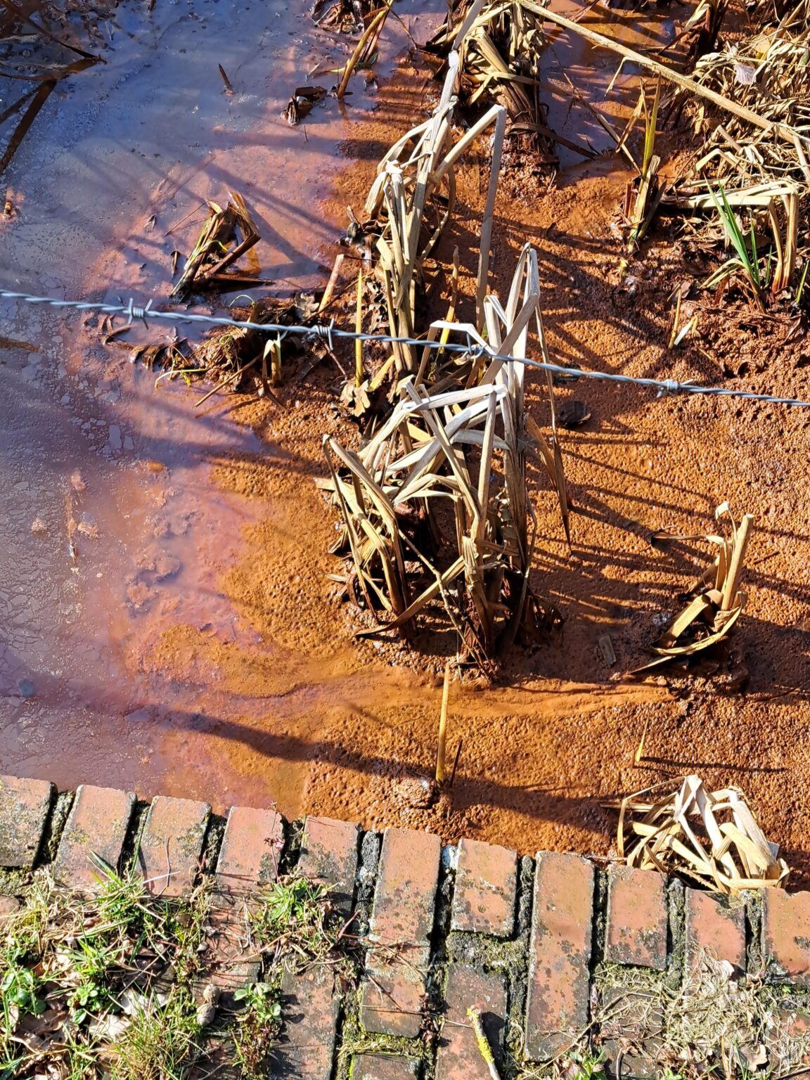 誰かがこの茶色のものが何であるか知っていますか？