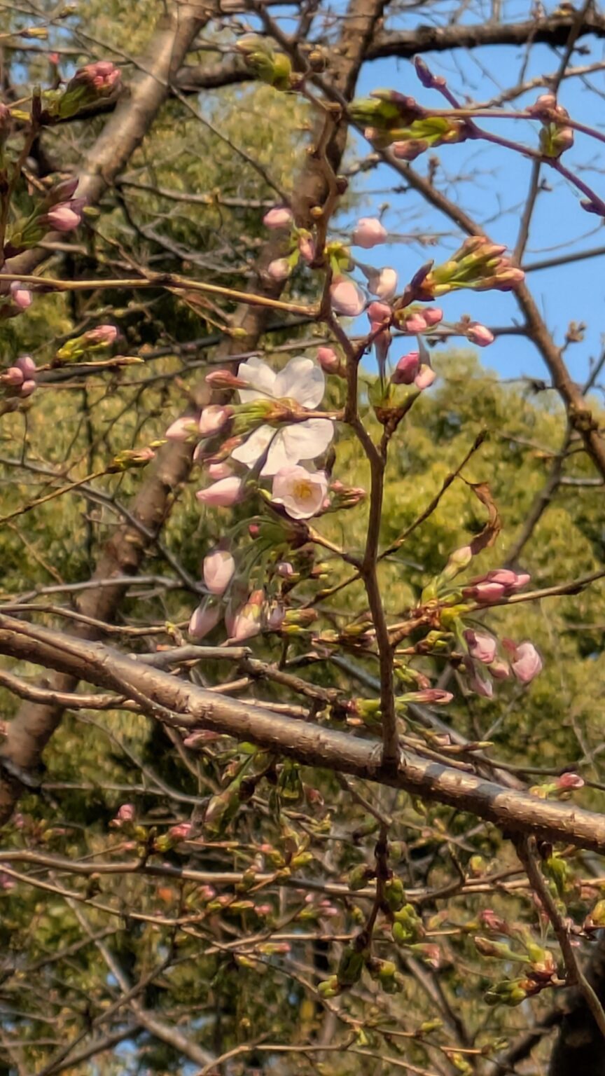 速報 上野公園開花