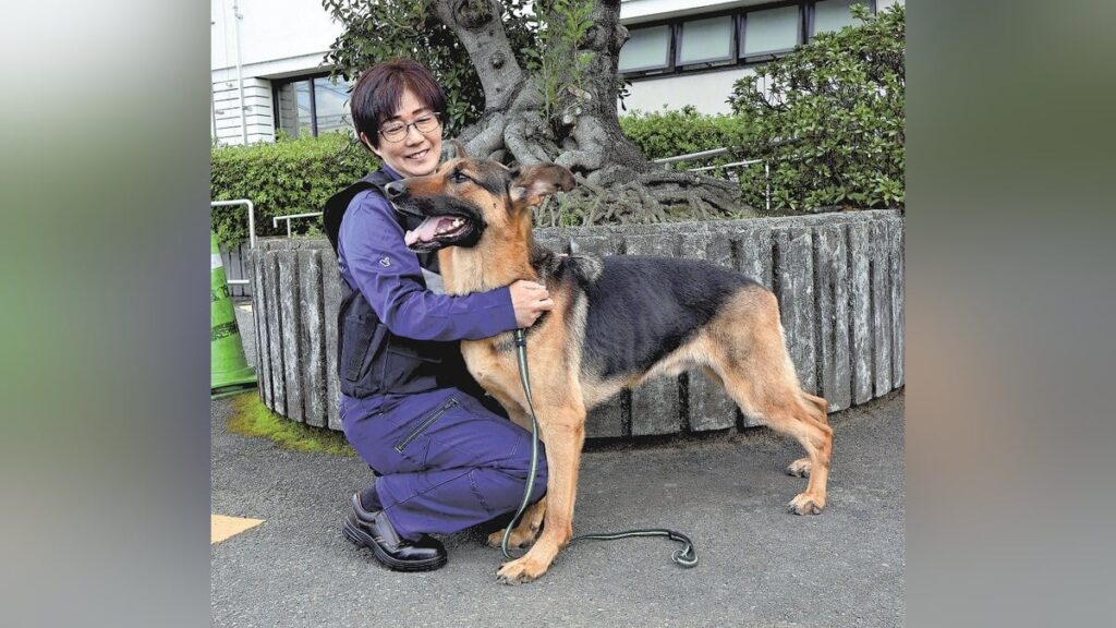 初出動の警察犬が反応した崖下には、木に挟まり動けなくなっていた不明８０代男性 静岡市清水区