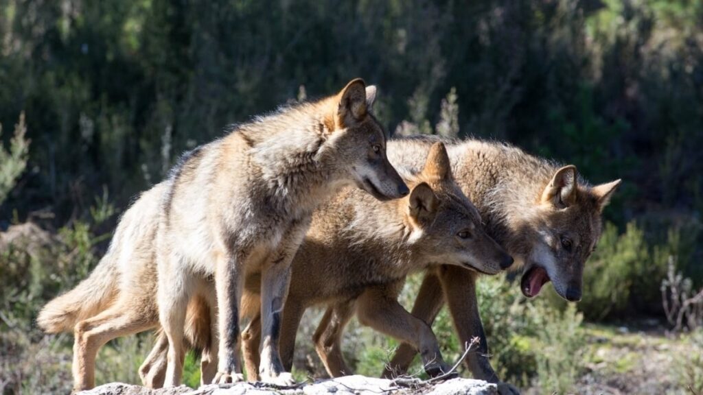 議会はドゥエロの北を狩るオオカミを許可します...