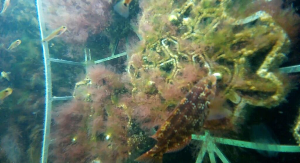 私は魚、カキ、海藻のために設計する建築家です。