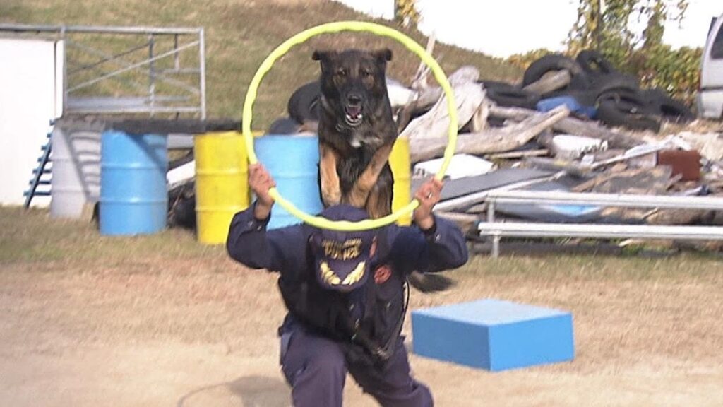 【犬たらしの警察官】警察犬を操る『ハンドラー』は元・水族館スタッフ「どれだけ自分のことを好きになってくれるか...」 大阪の訓練現場に密着！