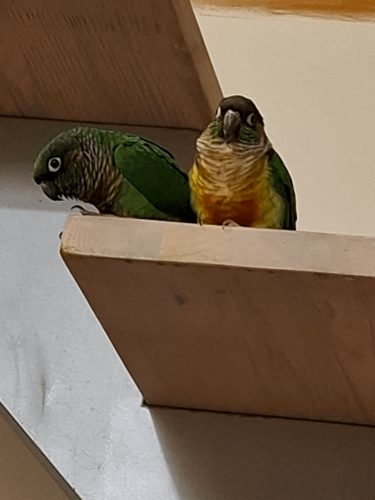 あなたの鳥を送ってください！