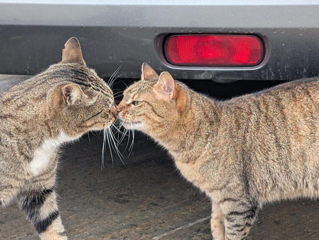 2匹のマルタ猫がキスをしている-Simenta -St -Paul's Bayで発見された
