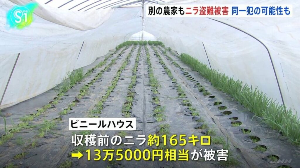 農家から収穫前のニラ、約165キロ・13万5000円相当が刈り取られ盗まれる 同様事件おとといも 同一犯による犯行か 茨城・筑西市