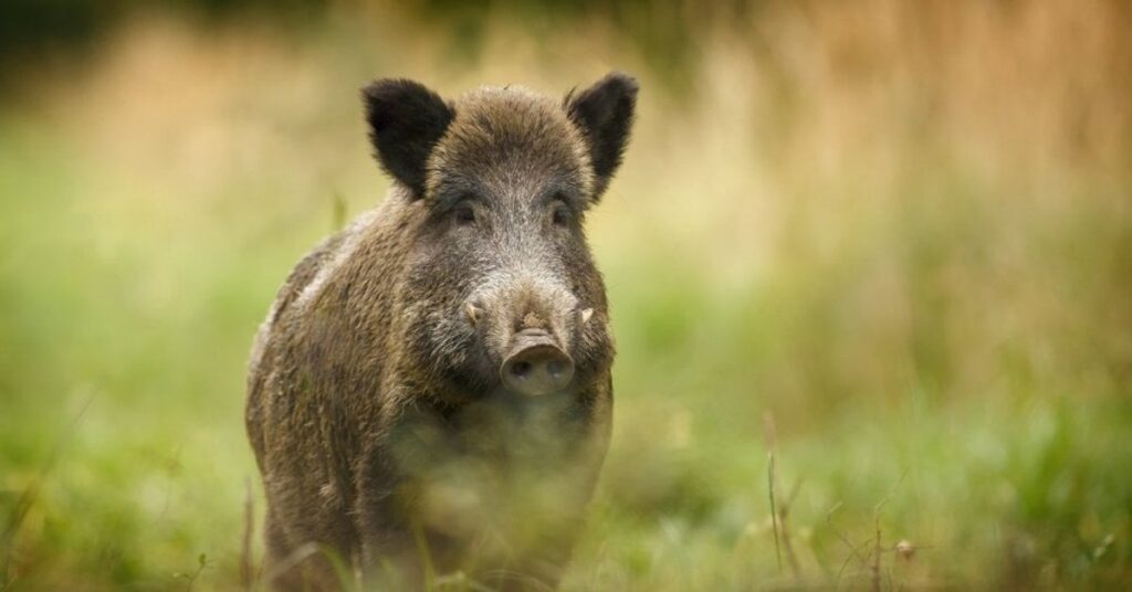 死んだ野生のイノシシのプレゼンテーションはもはや50ユーロを支払いません