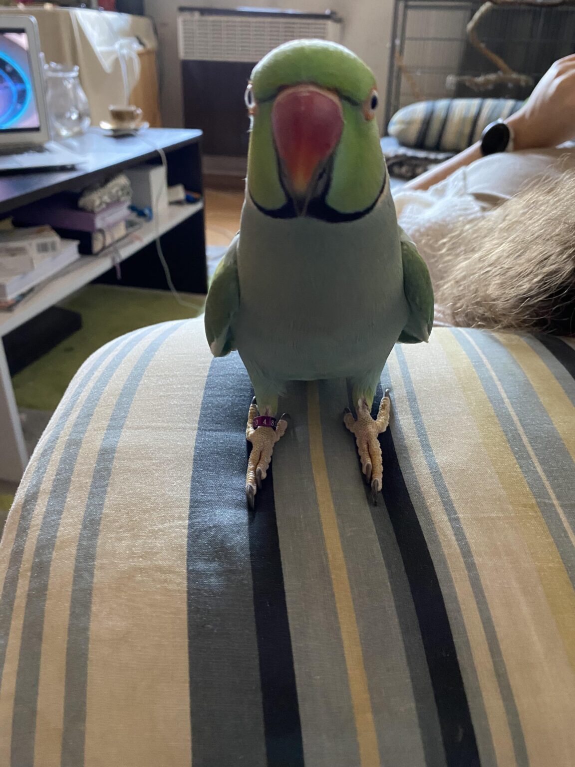 これが私の鳥の写真です。 MDJの場合。とてもいい日
