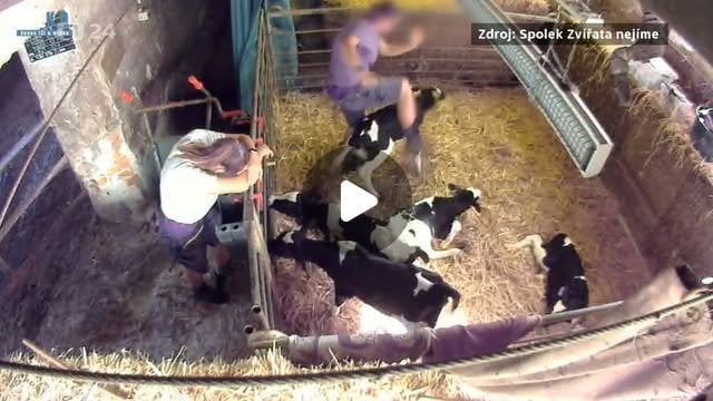 12の農場の動物乱用。
