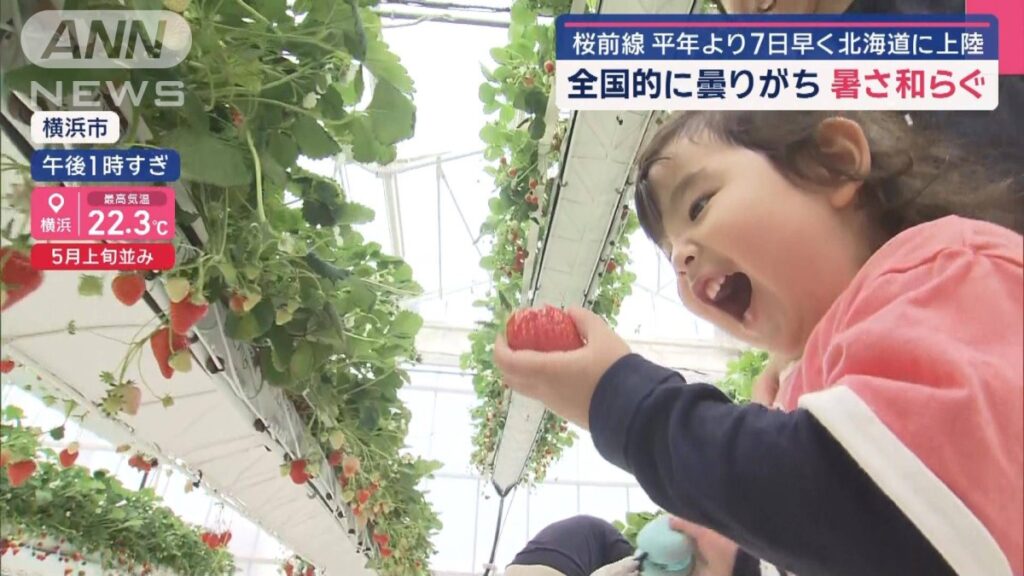 全国的に曇りがち 暑さ和らぐ　桜前線は平年より7日早く北海道に上陸