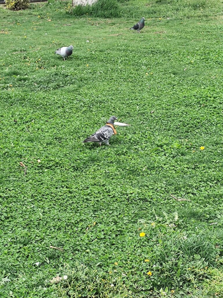 首に首のネックレスがある非常に緊張した鳩、アラド。