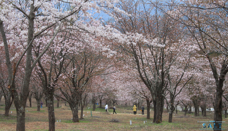 春のたより2025～福島の桜もいよいよ最後　会津地方の桜