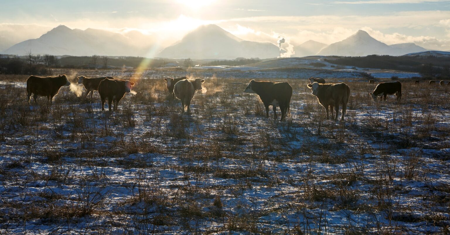 アングル：米高関税対策でカナダ牛が減少加速、米で牛肉さらに値上がりか | ロイター