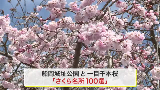 宮城県南部にもサクラの便り 白石城の益岡公園 しばた桜まつりの一目千本桜 見頃はいつ？