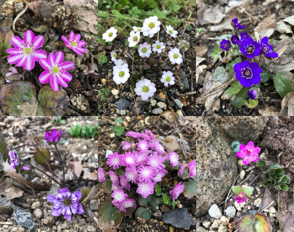 Yamagata Life Diary – Yukiwariso and Ishikawa Garden