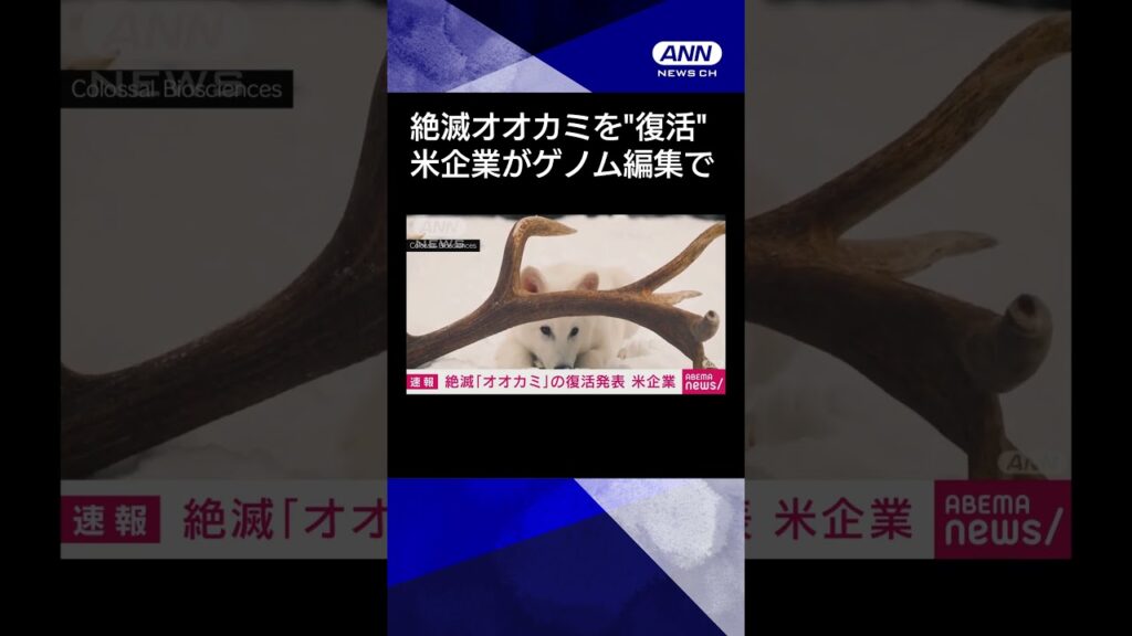 【ニュース】［速報］絶滅したオオカミを世界で初めて「復活させた」 #shorts