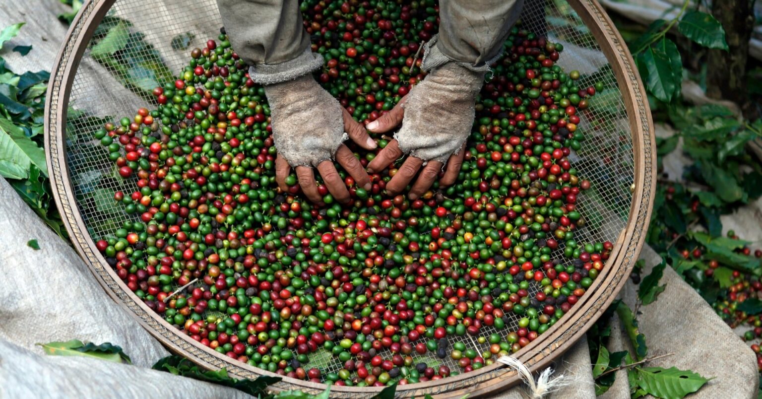 コーヒー豆が一時半世紀ぶり高値、ブラジルの生産低迷との見方で | ロイター