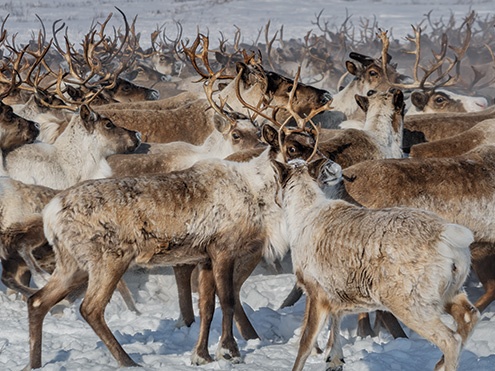 カナダの北極圏を流れるマッケンジー川の東岸を、放牧された6000頭のトナカイの群れが、繁殖地に向けて進む。最近、先住民のイヌビアルイトの共同体が、この群れの所有権を取得した。(PHOTOGRAPH BY KATIE ORLINSKY)