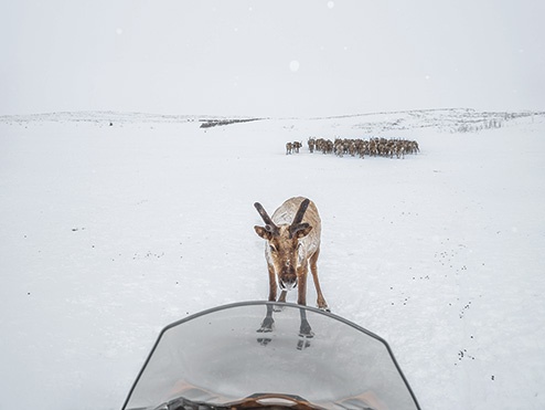 イヌビアルイトの牧夫が乗ったスノーモービルの進路に、トナカイの雄が立ちふさがった。(PHOTOGRAPH BY KATIE ORLINSKY)