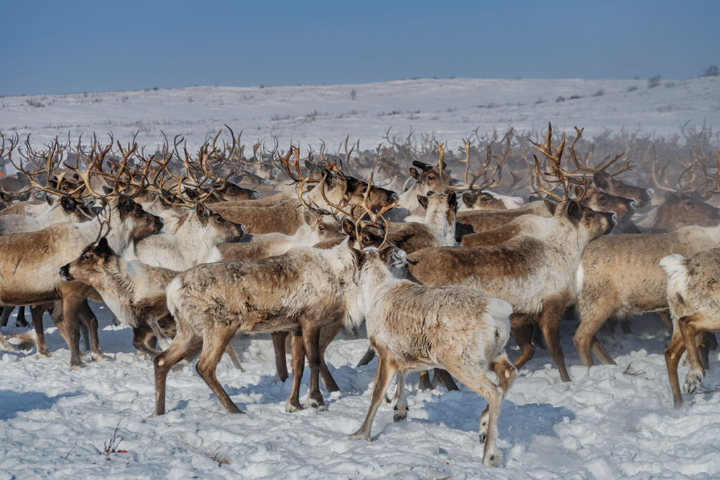 カナダに残った最後のトナカイ | ナショナル ジオグラフィック日本版サイト カナダに残った最後のトナカイ | ナショナル ジオグラフィック日本版サイト