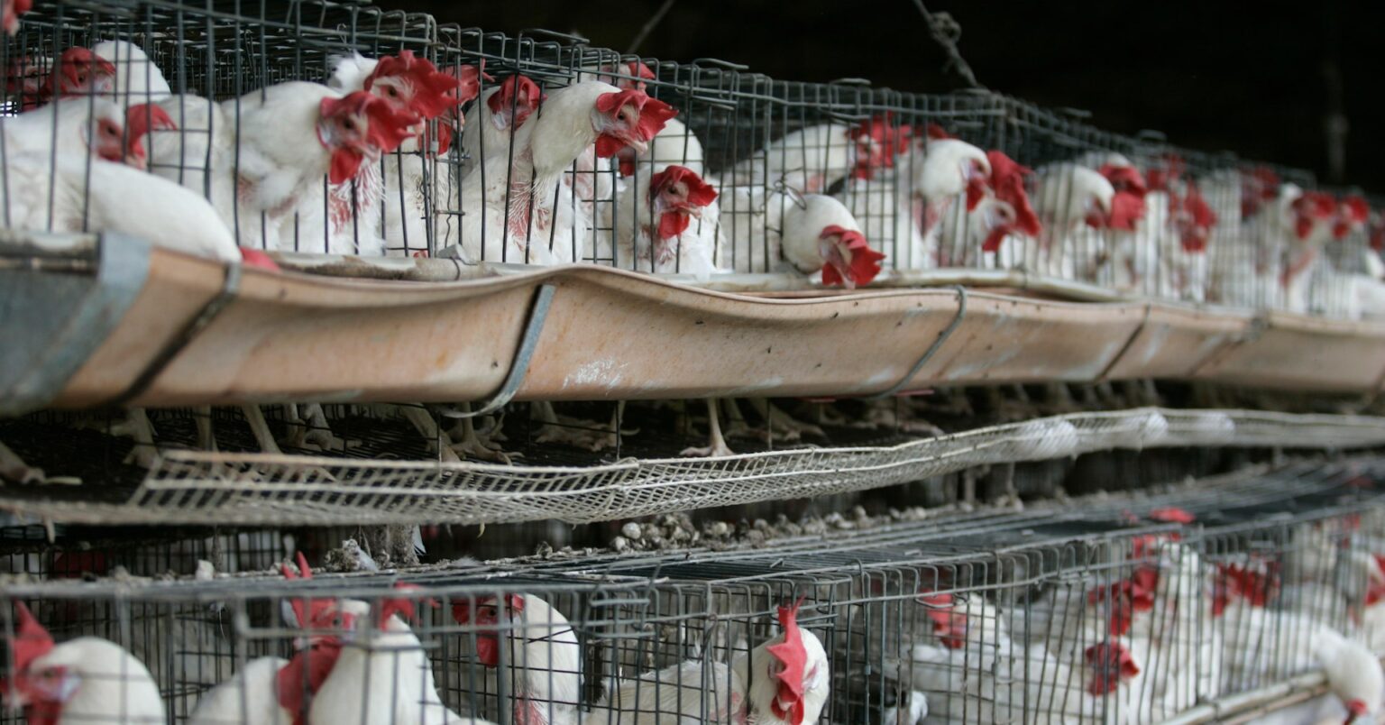 メキシコ、Ｈ５Ｎ１型鳥インフルで３歳女児死亡　初のヒト感染 | ロイター