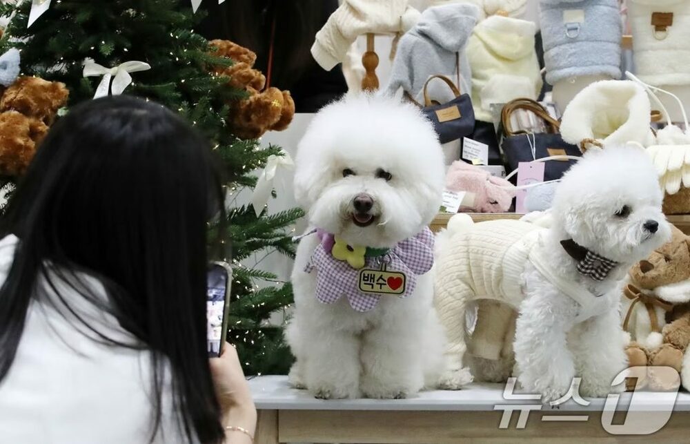 21匹の犬が餓死寸前…韓国・放置して転居した40代男に有罪 写真枚 国際ニュース:AFPBB News 21匹の犬が餓死寸前…韓国・放置して転居した40代男に有罪 写真枚 国際ニュース:AFPBB News