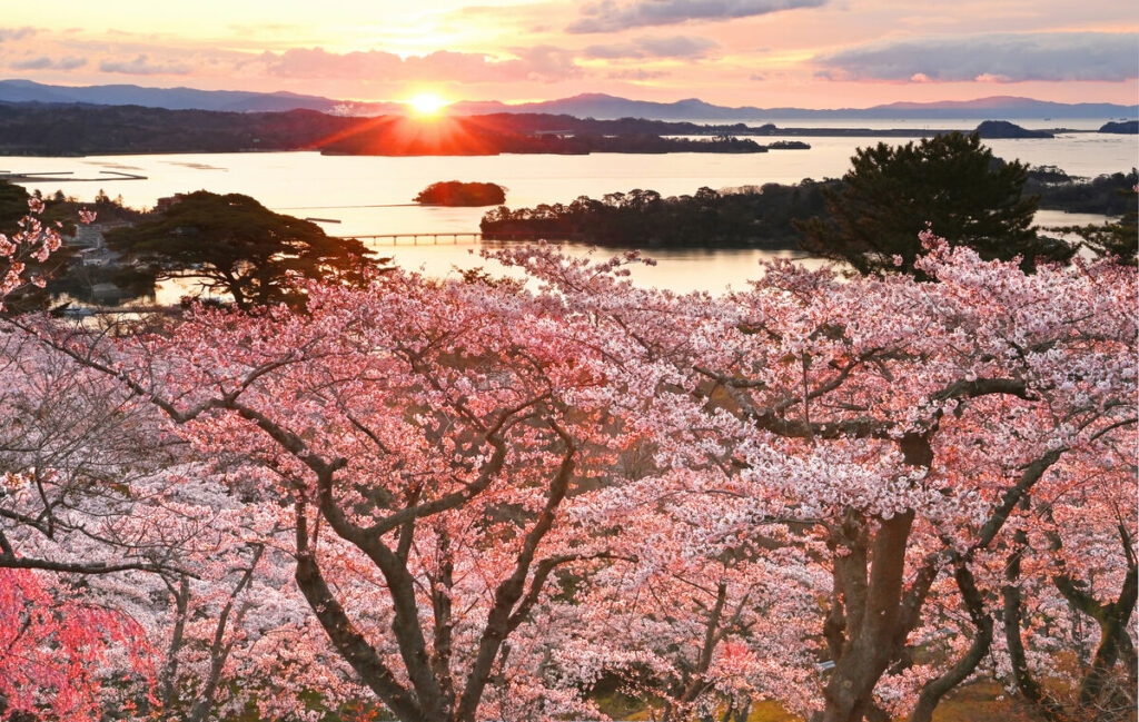 「桜と海 息をのむ美しさ」 宮城・松島の「西行戻しの松公園」で桜満開 - 河北新報オンライン