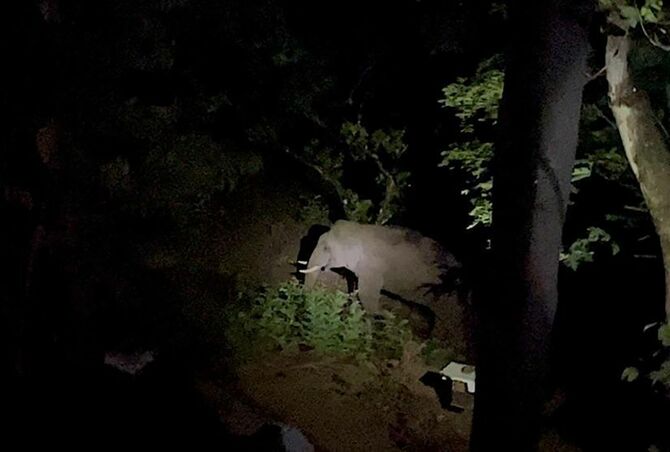 劇場兼自宅の窓から、野生の象が現れたところを撮影した