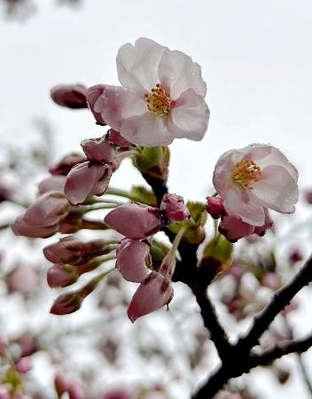北海道に桜前線が到達 南端の松前町、平年より7日早く | 全国のニュース | 福井新聞ONLINE 北海道に桜前線が到達 南端の松前町、平年より7日早く | 全国のニュース | 福井新聞ONLINE