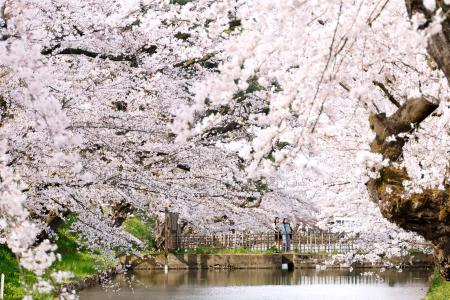 弘前公園の桜見頃 大雪に負けず、青森の春 | 全国のニュース | 福井新聞ONLINE