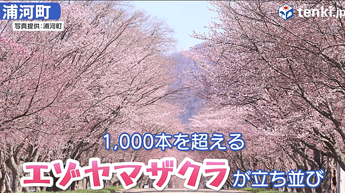 浦河町　優駿さくらロード