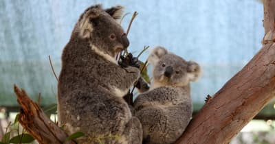 豪、コアラ750匹を「安楽死」 山火事、やけどや餌不足で ｜ 共同通信 - ノアドット株式会社