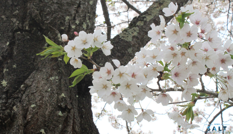 春のたより2025～福島の桜もいよいよ最後　会津地方の桜