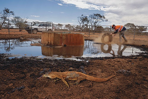 水漏れしている牛用の給水設備を修理するカーモディーの脇をオオトカゲが通り過ぎる。ラクダは喉が渇くと、こうした給水設備に来るだけでなく、フェンスや水道管、エアコンまで壊してしまうことがある。（PHOTOGRAPH BY MATTHEW ABBOTT）