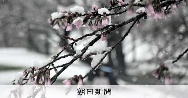開花したばかりの桜にも雪、北海道帯広でこの時期、6年ぶりの降雪
