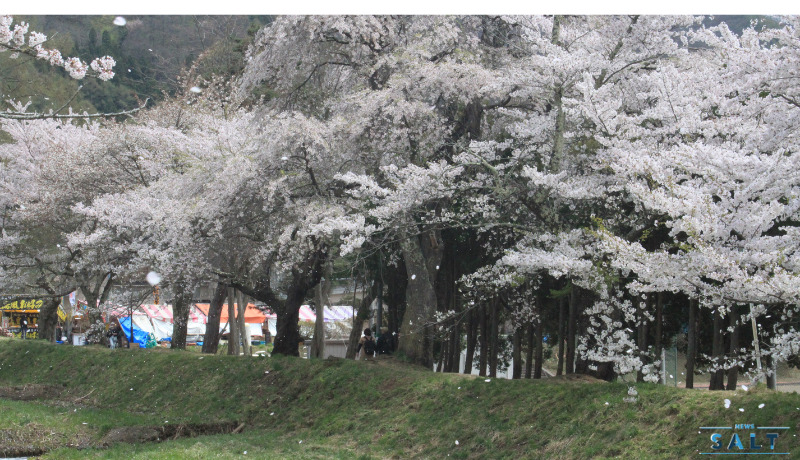 春のたより2025～福島の桜もいよいよ最後　会津地方の桜