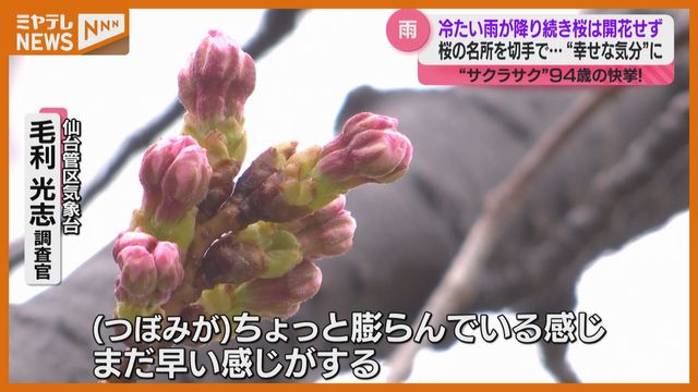 サクラのつぼみ開かず…2日も宮城は冷たい雨、開花前に“サクラサク”春を迎えた人も（ミヤギテレビ） - Yahoo!ニュース - Yahoo!ニュース