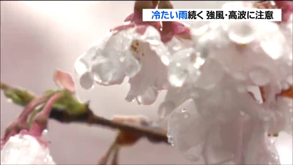 早咲きのサクラに冷たい雨 東部は強風・高波に注意 宮城（tbc東北放送） - Yahoo!ニュース