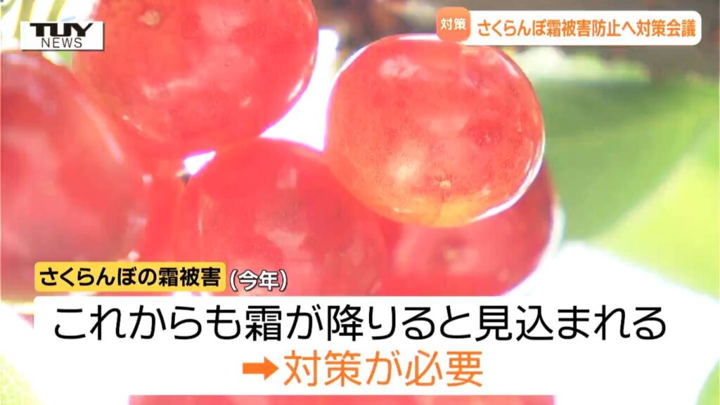 さくらんぼの霜被害防止へ向け生育状況や対策方法を確認 今年はより一層の対策が必要（山形）（テレビユー山形） - Yahoo!ニュース - Yahoo!ニュース