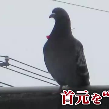 【赤い矢のようなものが首元を貫通】北海道旭川市で“吹き矢のような鋭利な物”が刺さったハトが2回目撃される…ハトはいずれも飛び去る―警察は鳥獣保護法違反の疑いで捜査（北海道ニュースUHB） - Yahoo!ニュース - Yahoo!ニュース