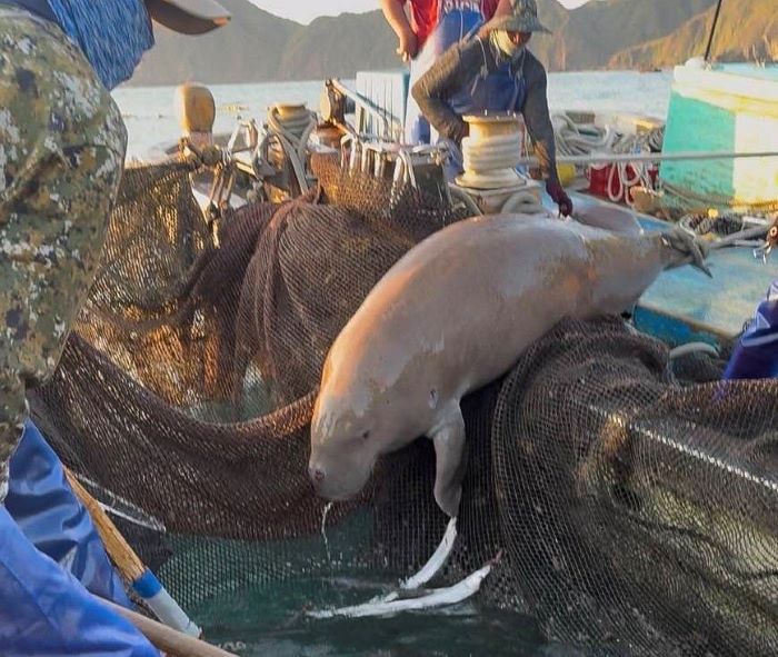 台湾で94年ぶりジュゴン 沖縄の個体か 500キロ「生きたまま」捕獲（琉球新報） - Yahoo!ニュース - Yahoo!ニュース
