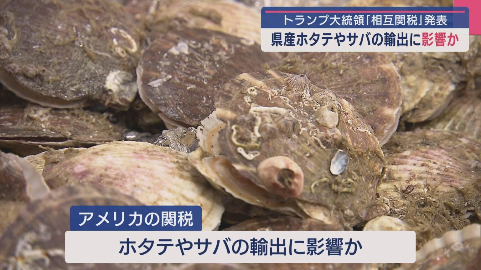 青森県産ホタテやサバの輸出に影響か アメリカ・トランプ大統領「相互関税」発表（ABA青森朝日放送） - Yahoo!ニュース - Yahoo!ニュース