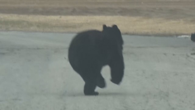 青森県内に“クマ出没注意報”発表（青森放送） - Yahoo!ニュース