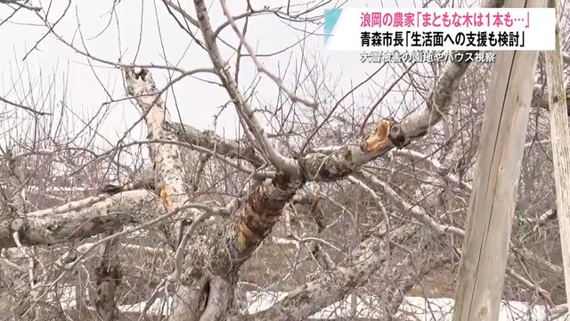 「自力再建は無理…」未だ積雪残る被害現場から悲痛な声 孫内地区のハウス倒壊は94棟に 青森県青森市（青森放送） - Yahoo!ニュース - Yahoo!ニュース